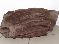 glitzerndes, verkieseltes Holz - Feenholz