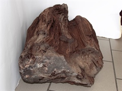 glitzerndes, verkieseltes Holz - Feenholz