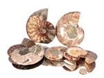 Ammoniten Paare - 1 kg