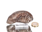 Wal Ohr Knochen (Fossil)